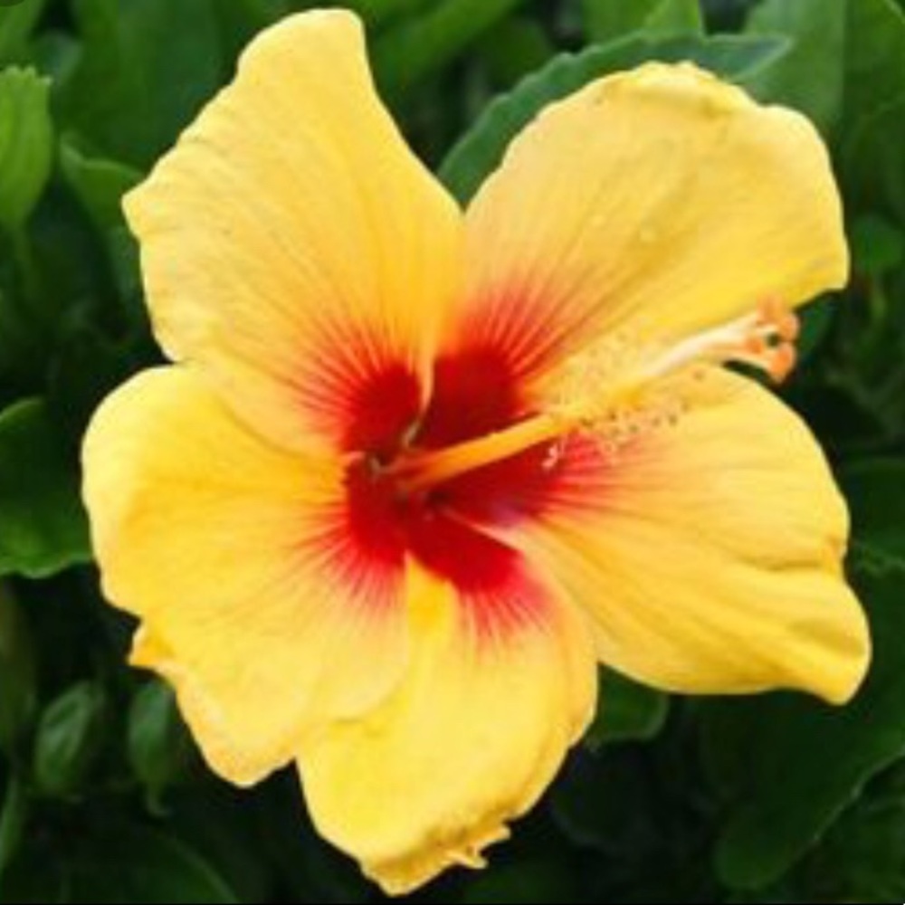 Meet your Posher, Dzzz